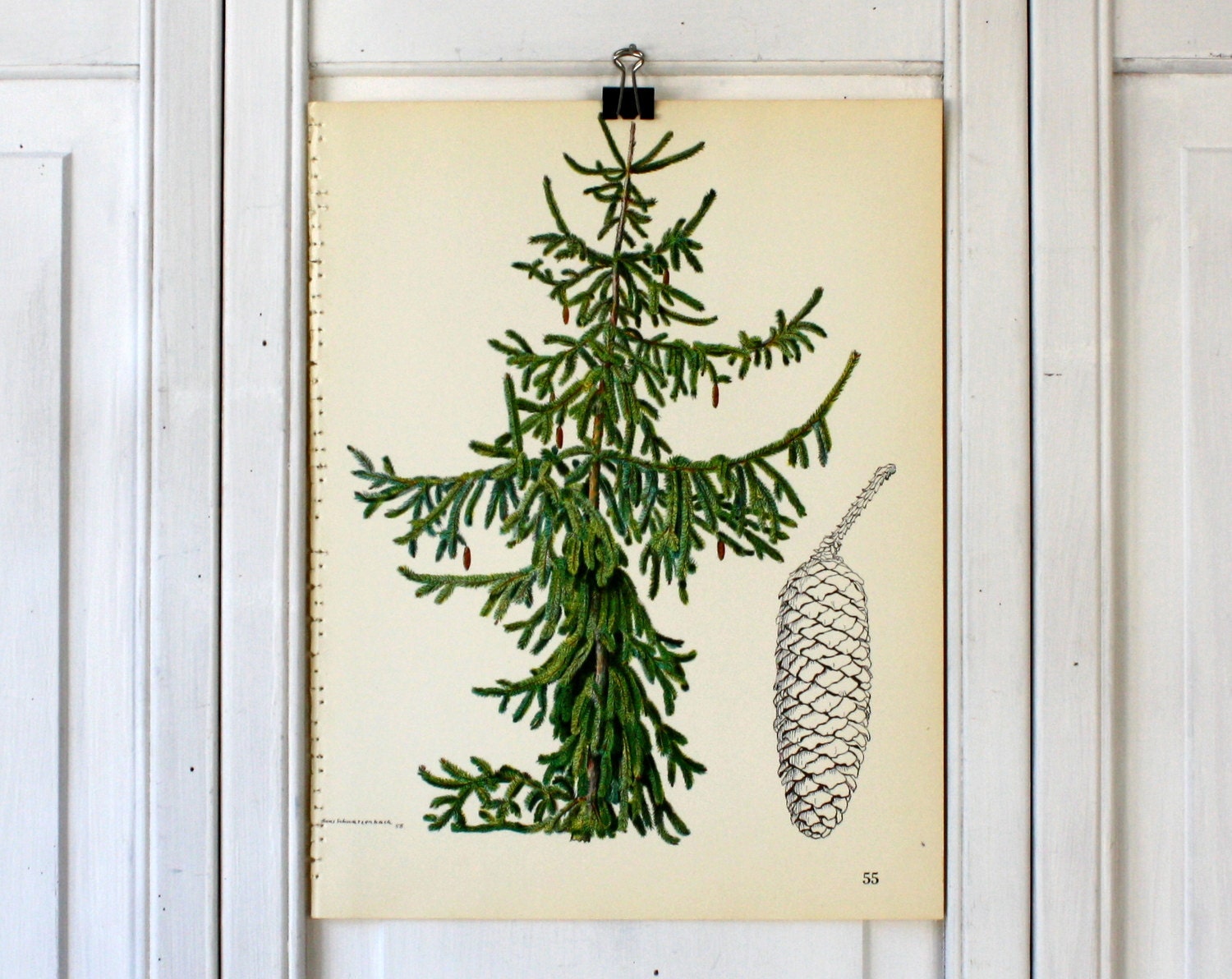 spruce bush
