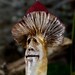 Mushroom Ornament, Skip the Mushroom Figure, Sculpture