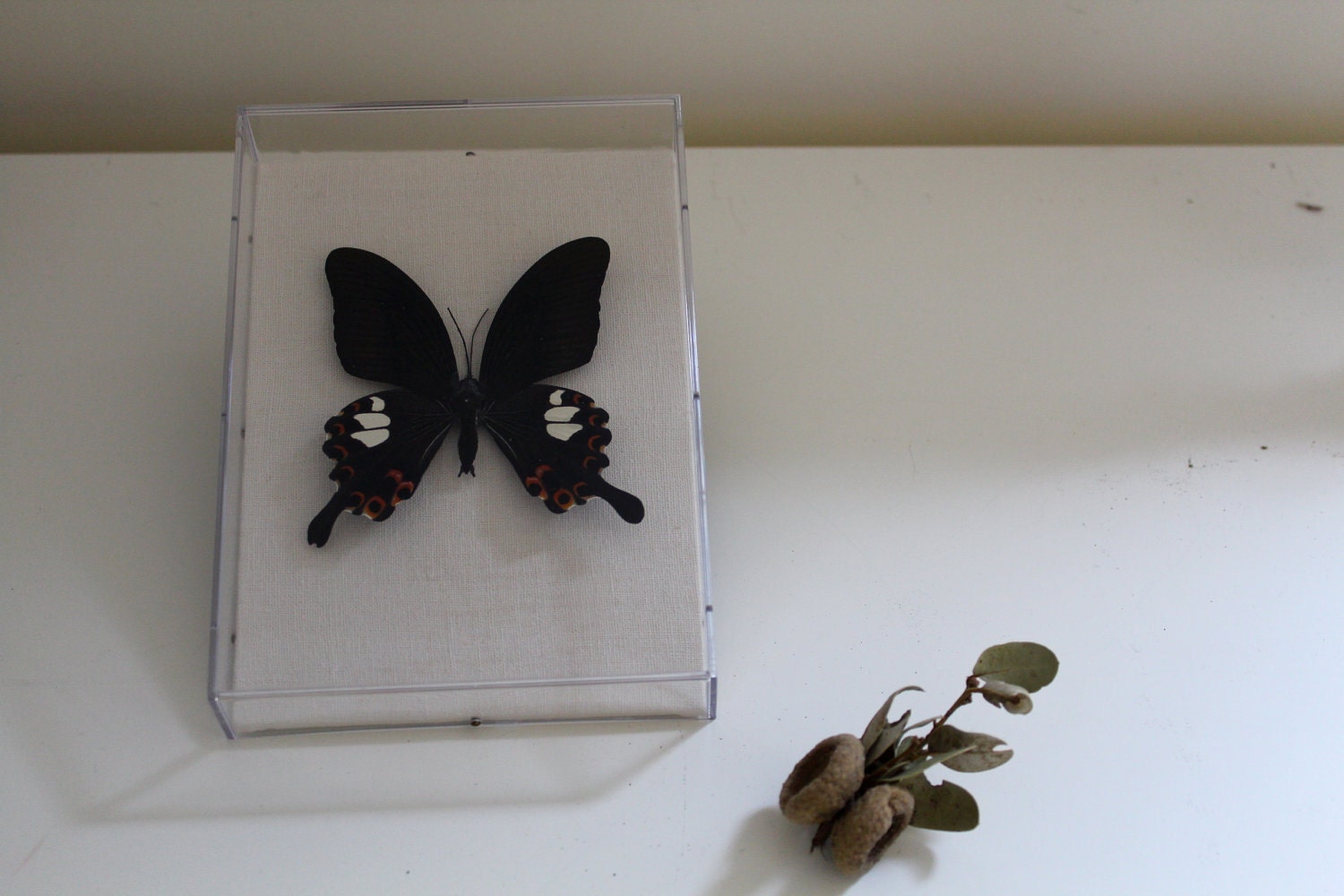 ON SALE Field Study: One Large Butterfly