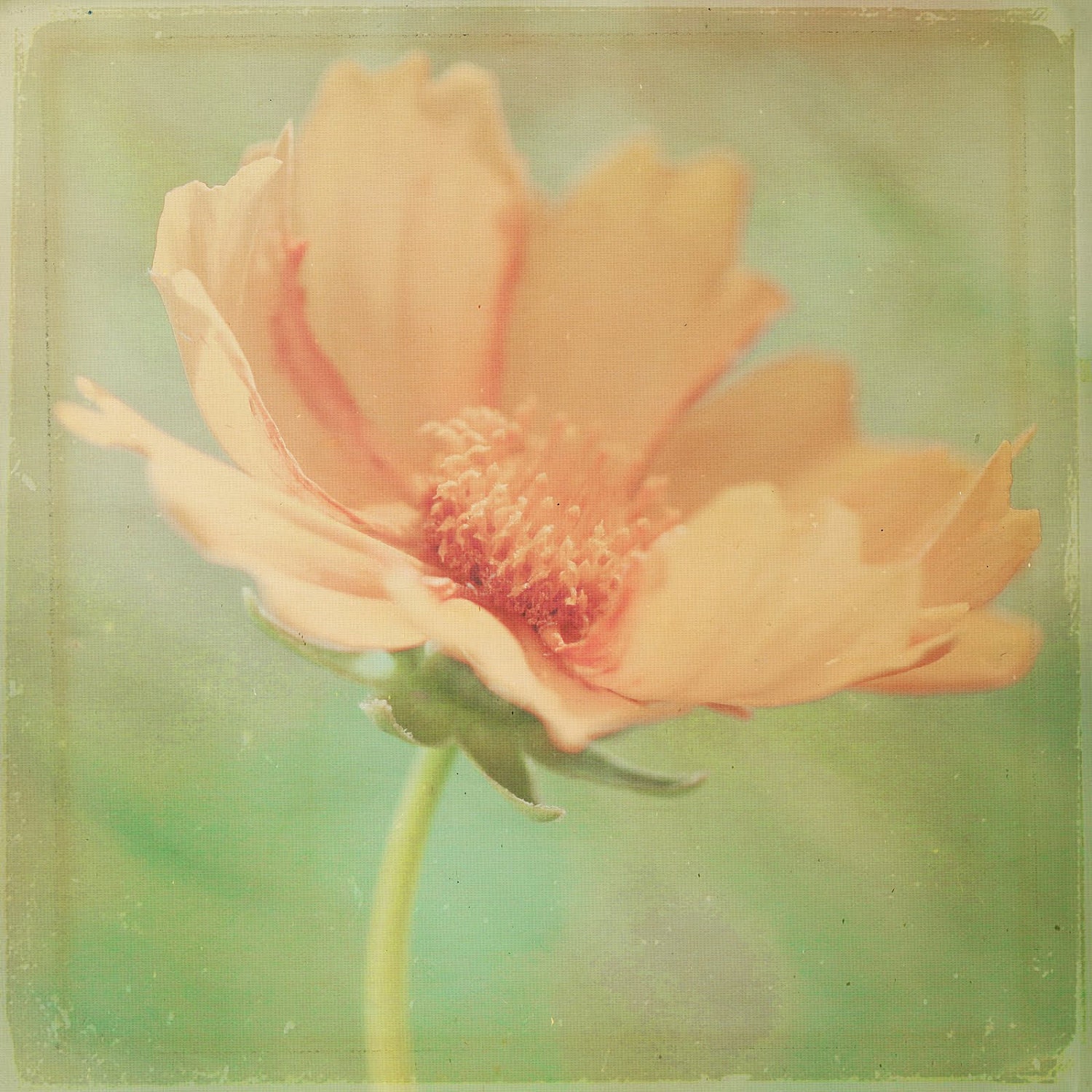 Happily Uninvited  6x6 Print