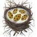 Nest No. 47 original fine art watercolor painting