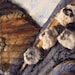 Seashell Textured Painting - Mussels II - Original Mixed Media String Work - Blue