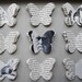 Darwin. Origin of Species. Butterfly Framed art