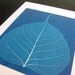 Leaf Veins- High-Quality 5x7 Giclee Print of Original Cyanotype Artwork