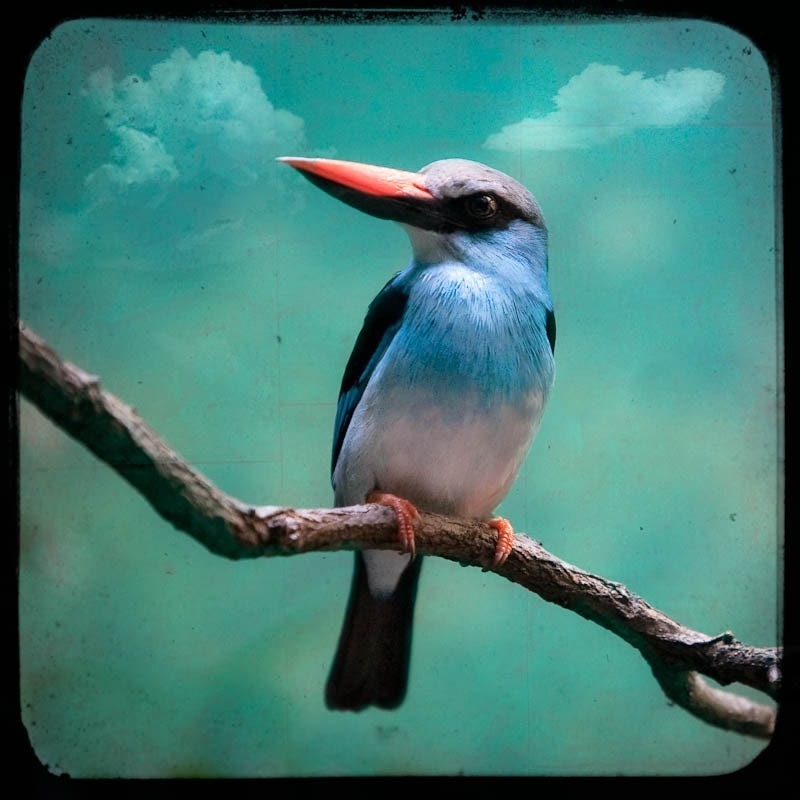 Blue - breasted Kingfisher - Fine Art Color Print, Signed, Square Format, Bird, Nature, Animals, Color Print