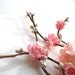 sakura branch - a cherry blossom clip