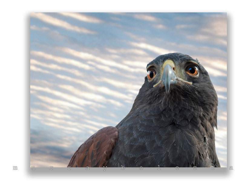 Bird Art, Fine Art Photography, Hawk Photograph, Hawk Bird, 8x10