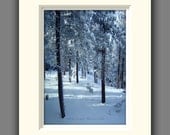 Enchanted Forest Photography 8x10 -Winter Wonderland -Colorado Art -Matted Photography -Blue Home Decor -Photo Gift --Matted Photography