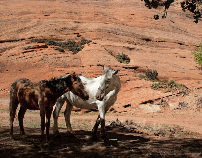 Horse Photography -Horse Pictures -11x14 Print -Southwestern Decor -Horse Lover -Western -Colorado Fine Art Photography