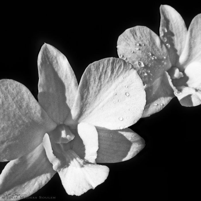 Black and White Photos of Flowers -White Orchid -Wedding Gift -Black and White Wedding -Colorado Fine Art Square Photography -8x8 Print