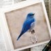 Blank Card -Blue Bird Photography -Art Card -Nature Card -Bluebird -Bird Love -Square Card -Blank Note Card