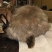 Hold for Louise Chocolate Satin Angora Rabbit fiber, 1.5 oz