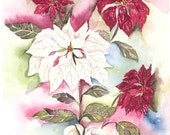 Poinsettias 11 x 14 Print