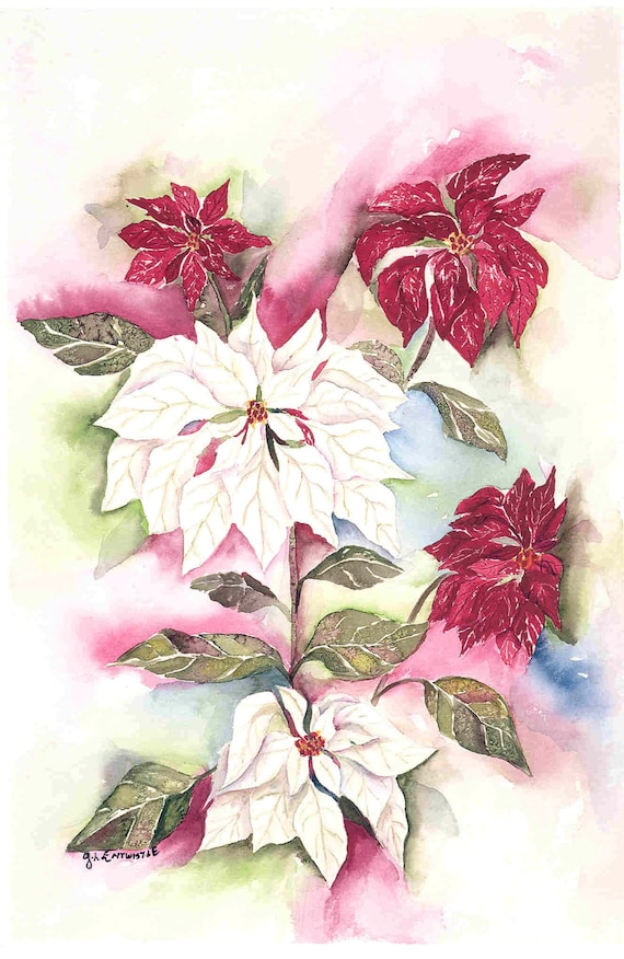 Poinsettias 11 x 14 Print