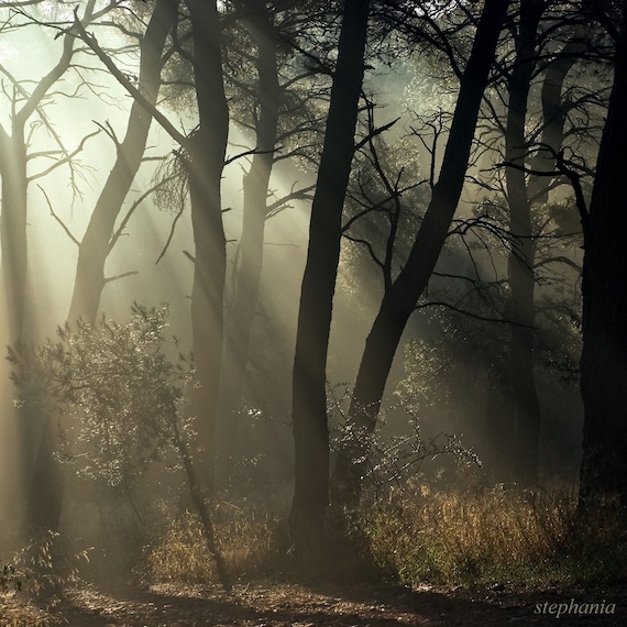 Morning dance, 8x8 inches original fine art photograph, misty forest scene