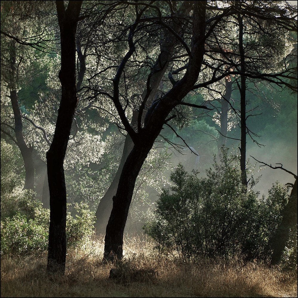 Voices in the mist, 8x8 inches fine art photograph, misty dreamy dark woodland scene
