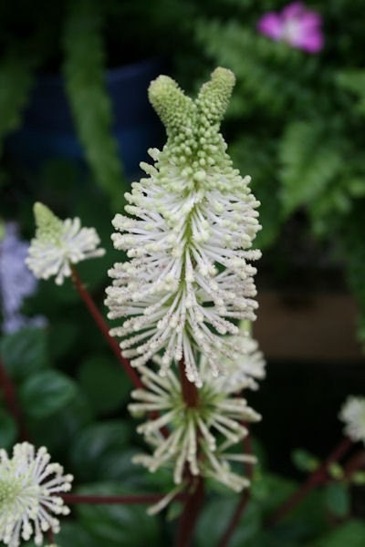 Peperomia fraseri  rare