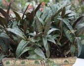 Ledebouria socialis- Leopard spot plant