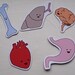 happy anatomy magnets
