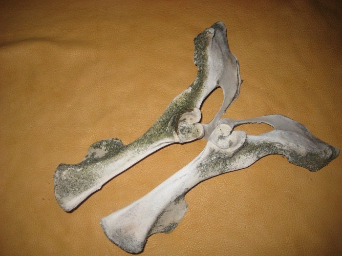 Weathered whitetail deer pelvis bone both halves by thegreenwolf