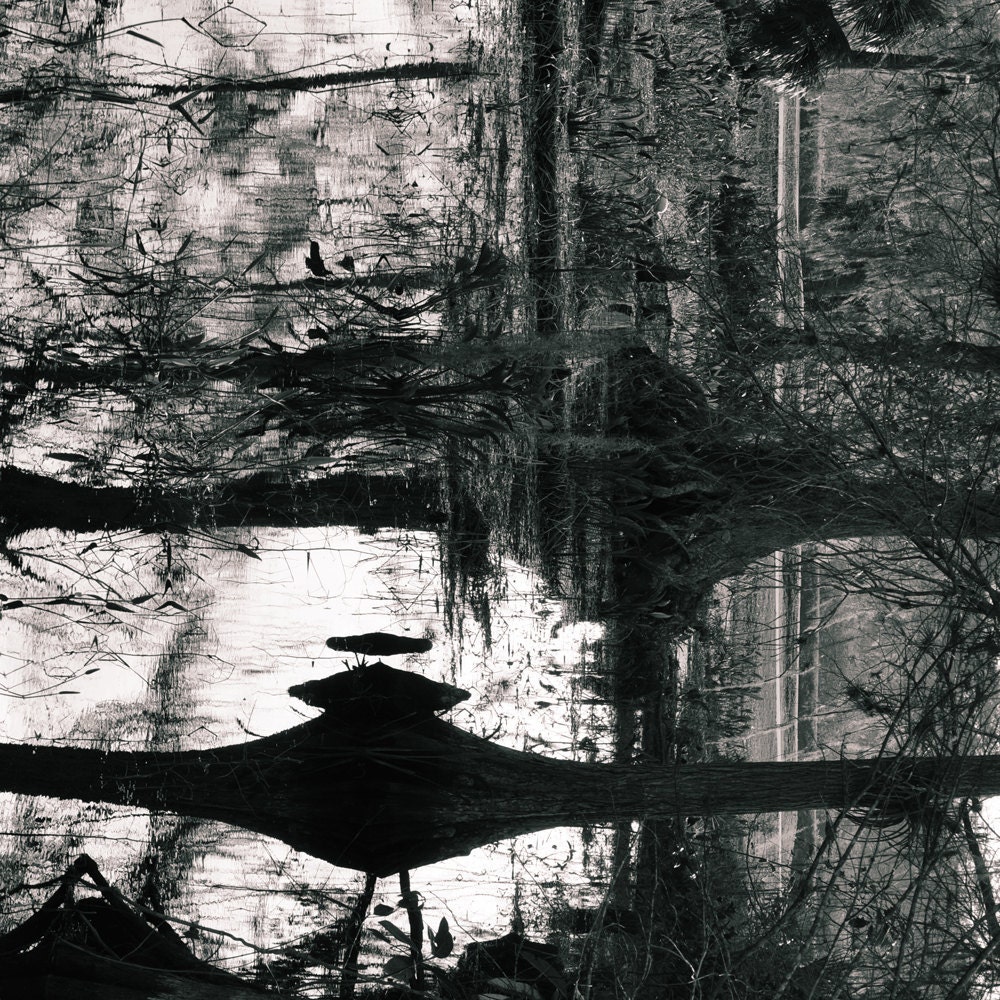 Black & White Nature Photography Print Abstract Reflections Tree Lake Swamp Fine Art Matte 8x10