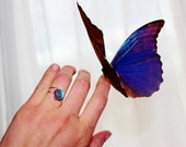 Real Blue Morpho Butterfly Wing Sterling Silver Ring Size 7 8  Morpho Zephryities Butterfly Wing
