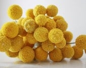 100 craspedia stems