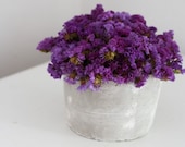 plum tuft- modern dried flower arrangement