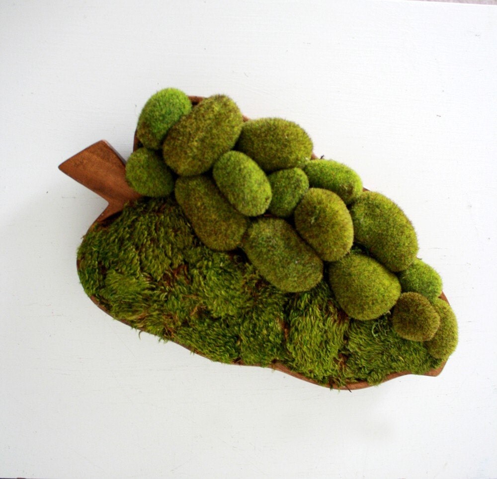 moss comfort garden
