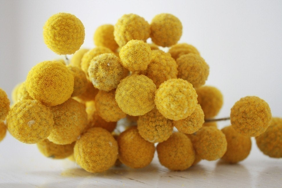 100 craspedia stems