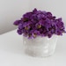 plum tuft- modern dried flower arrangement