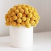 craspedia cluster in white- dried flower arrangement billy button, billy ball design.