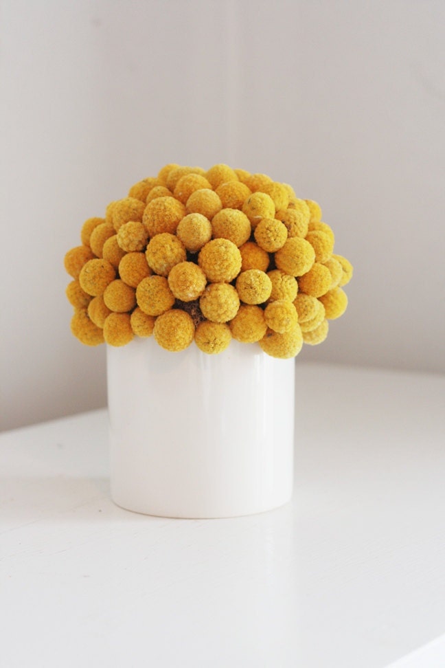 craspedia cluster in white- dried flower arrangement billy button, billy ball design.