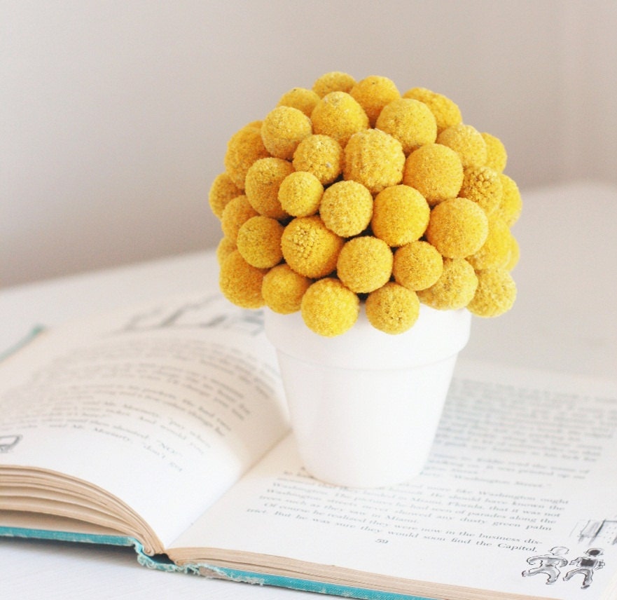 bitty billy-   dried flower arrangement of crapsedia, billy buttons