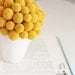 bitty billy- dried flower arrangement of crapsedia, billy buttons