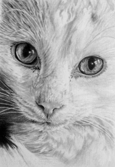 White Cat Drawing