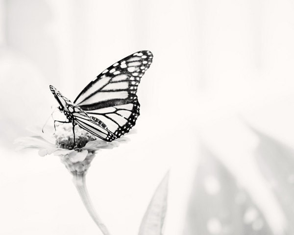 Monarch Butterfly in the Garden - 16x20 - Fine Art Nature Photography Print - minimalist animal insect feminine nursery and home decor photo