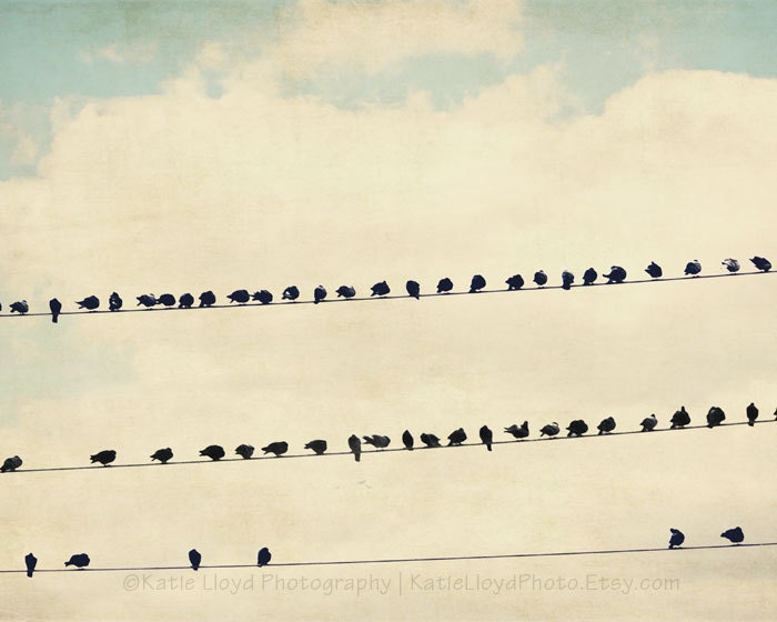 Birds of a Feather - 24x36 Fine Art Nature Photography Print - Spring and Summer Home Decor Photo