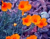 8x10 Photography Print. Orange Desert Poppies - NessysNest