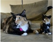 Needle felted Cat pet Portrait sculpture custom made pets