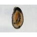 Agate Stone Slice W/ Sand Carved Sailboat