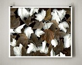 SILVER POPLAR - 8x10 Signed Fine Art Photograph