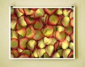 ORANGE ROSE PETALS - Signed Fine Art Photograph