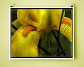 IRIS NAP - 8x10 Signed Fine Art Photograph