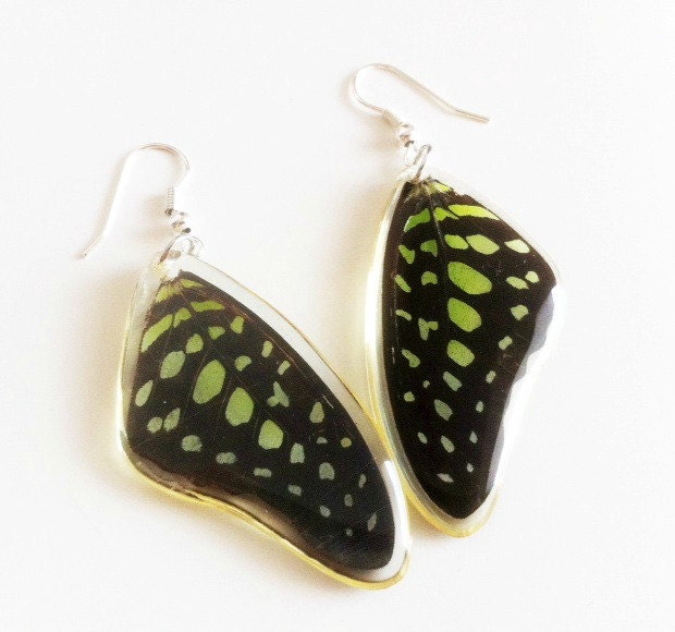 Real Butterfly Wing Earrings