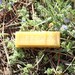 Pure Local Beeswax - 1 oz bar