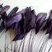 STRIPPED COQUE TAIL / Dark Plum, Aubergine, Wild Berry   /  1139