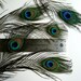 Small PEACOCK EYES FEATHERS Exquisite Quality, smaller eyes / 522