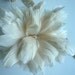 VOGUE GOOSE COQUILLE / Nude Champagne/ 423
