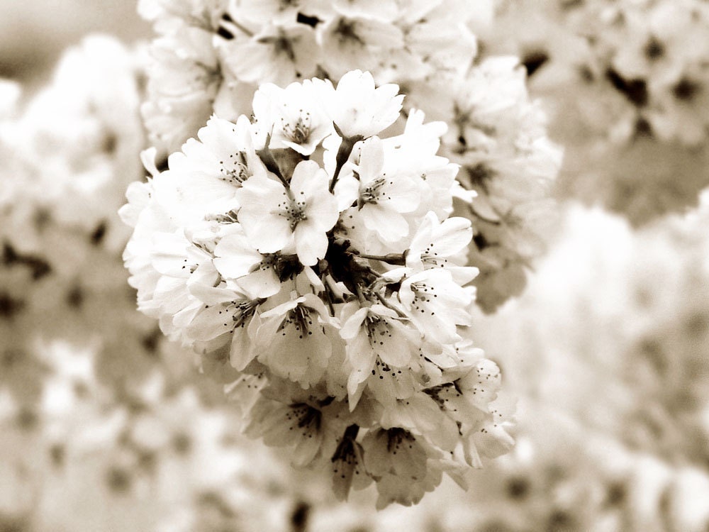 Handmade Wedding Decor  -Bridal Art Photograph Flowers Rustic Black White Vintage Style